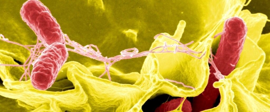 pathogens 1024x427 jpg